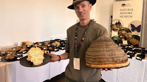 Peste 150 de specii de ciuperci, expuse la Sibiu / Printre ele, exemplare cu miros de vanilie și o specie documentată în premieră în România
