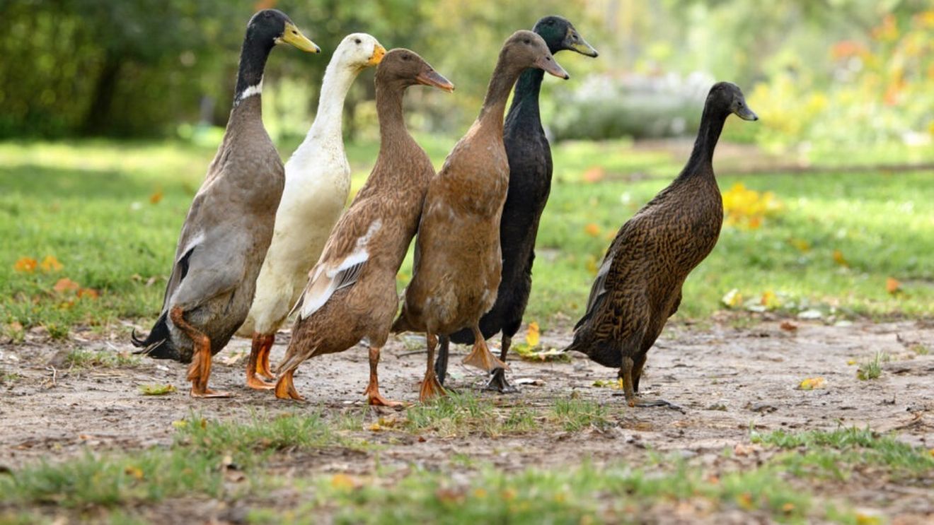 Ungaria sacrifică 25.000 de raţe din cauza unui focar de gripă aviară în estul ţării