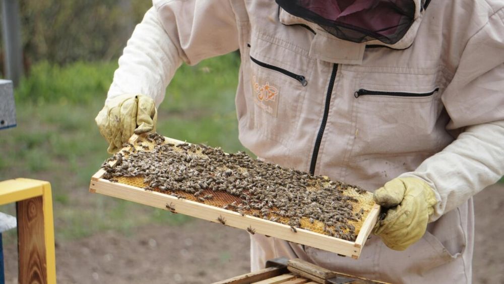 Tot mai mulți apicultori din Banat renunță la îndeletnicire. Se plâng de condițiile meteo vitrege, costurile ridicate și mierea ieftină din Ucraina: „Mercosur-ul o să ne omoare”