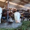 ANAMOB: Tehnologia IoT poate ajuta fermele mici să devină mai reziliente în fața schimbărilor climatice / Sistem inteligent pentru monitorizarea în timp real a bunăstării animalelor