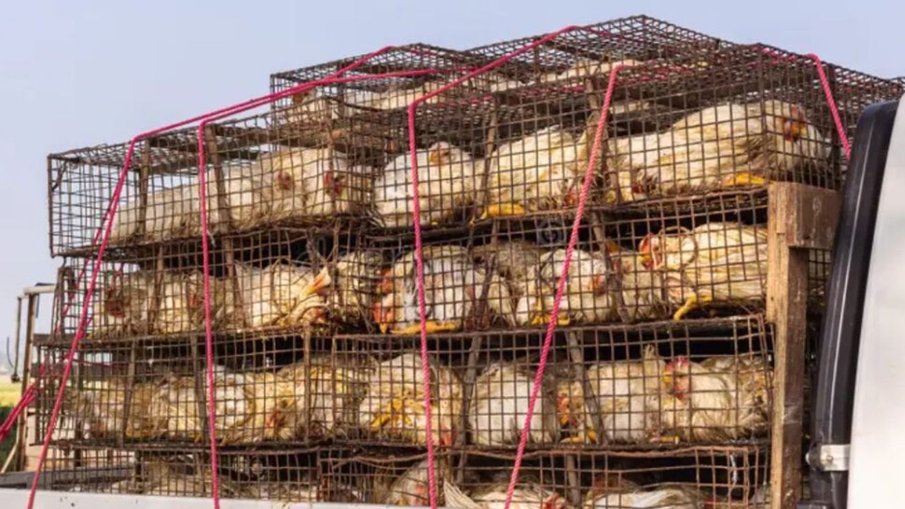 Transporturi ilegale de pui / Polițiștii maramureșeni au aplicat amenzi în valoare de 16.000 de lei