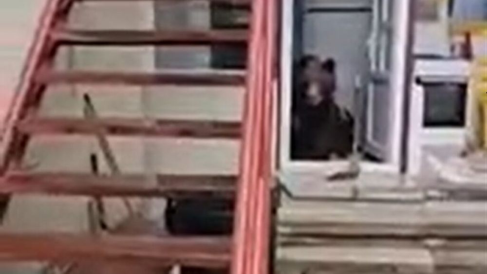 O ursoaică cu trei pui a intrat de două ori într-o casă din Bușteni / Animalele au mers direct la frigider în căutare de hrană
