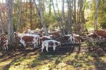 Furturile de vite iau amploare în Germania: 69 de viței au dispărut într-o singură noapte dintr-o fermă / Prejudiciile ajung la zeci de mii de euro