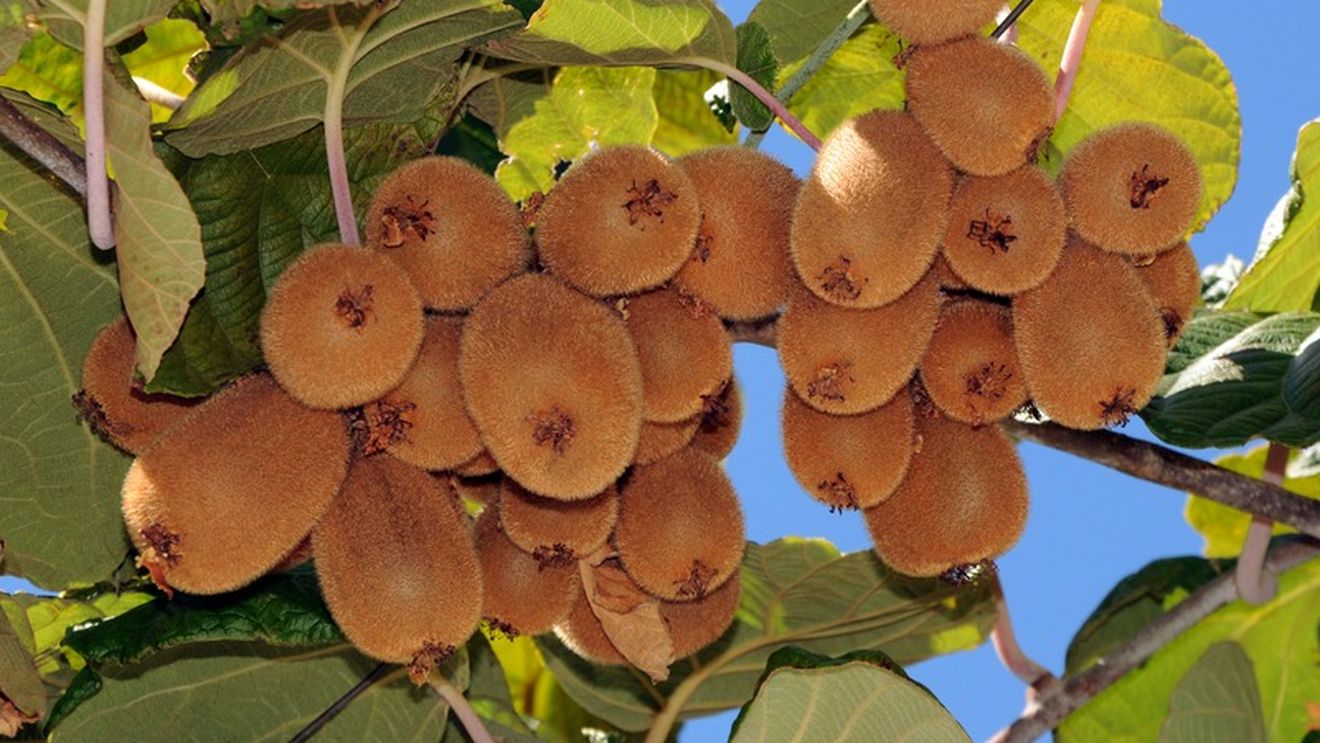 Recoltarea fructelor kiwi urmează să înceapă. Se anunță o piață promițătoare pentru cultivatori