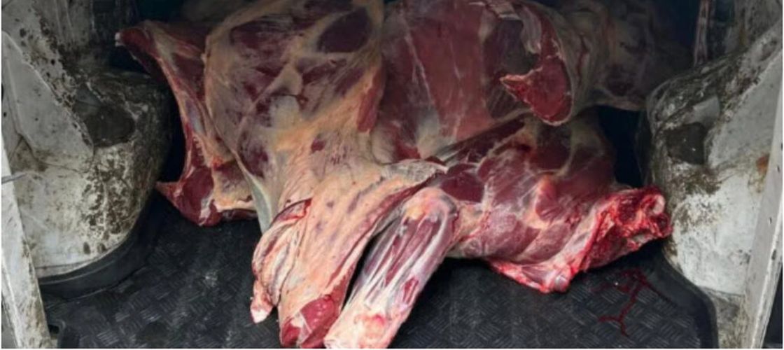 Abator clandestin în Borșa, județul Maramureș. descoperit în urma unor percheziții pentru furt și uz de armă