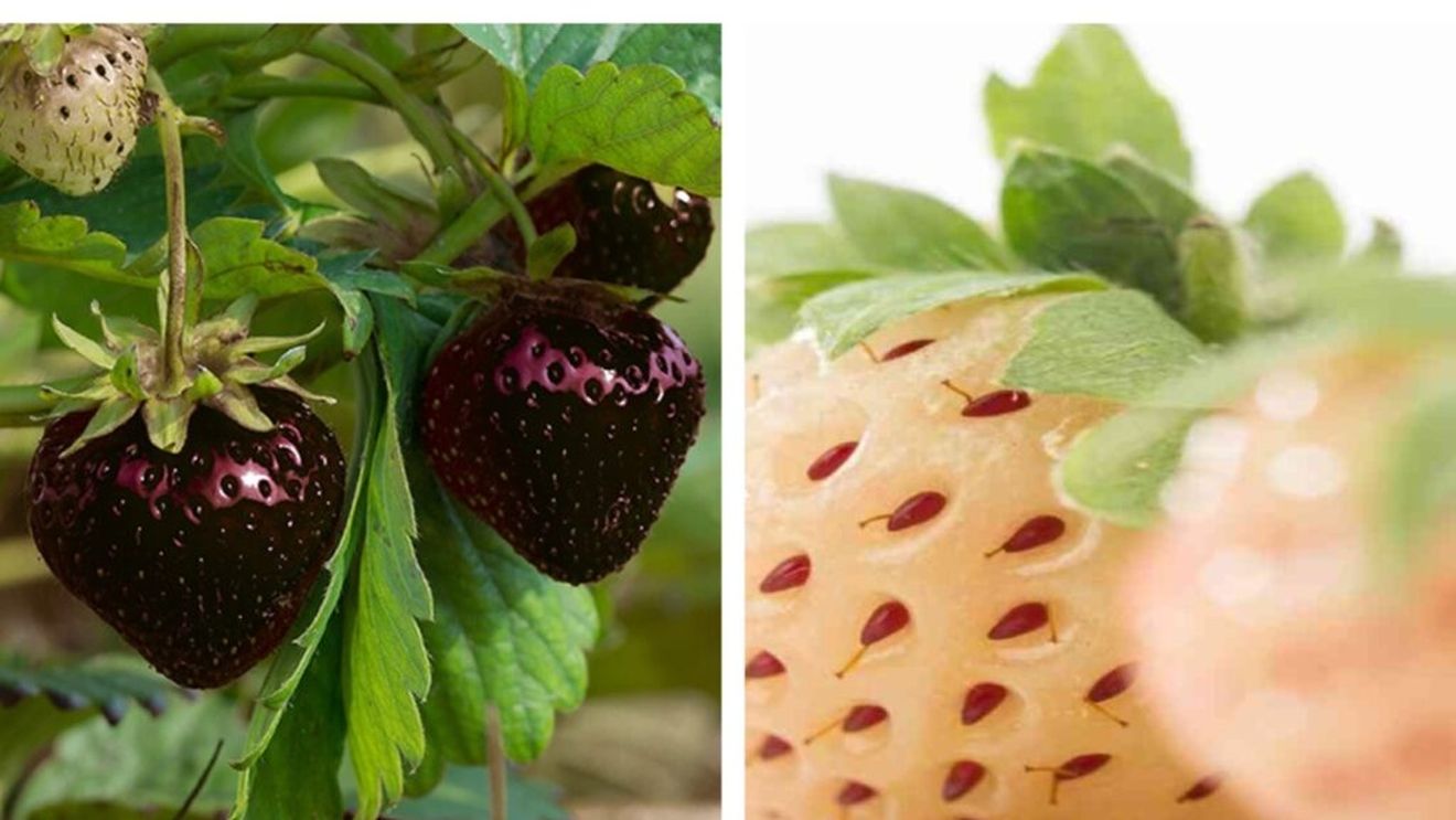 Căpșuna albă, căpșuna neagră. Pare un nume de film, dar sunt de fapt varietăți mai puțin obișnuite de căpșuni de prin alte colțuri ale lumii