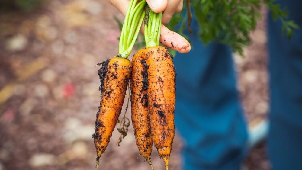 Angajatorii europeni oferă 286 de locuri de muncă pentru români / Majoritatea sunt disponibile în agricultură