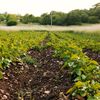 Cartofii „fierb” în pământ, iar pepenii se fac terci / Căldura extremă devastează agricultura Asiei