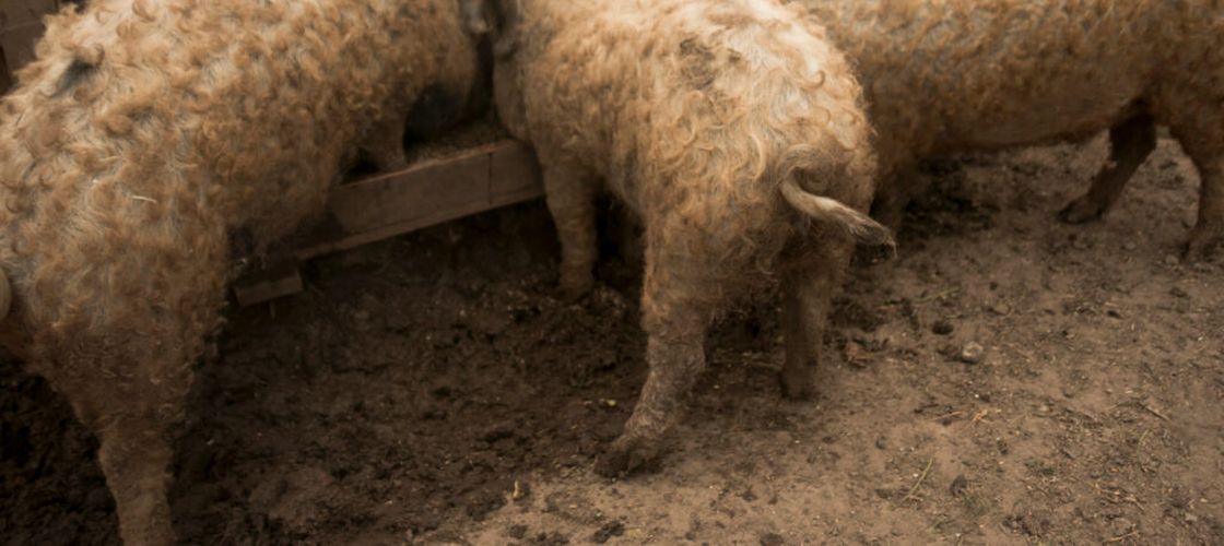 Ajutor de minimis pentru crescătorii de porci Bazna și Mangalița / Statul propune un sprijin de 2.300 de lei pentru fiecare scroafă de reproducție