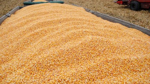 Tarifele europene vor duce la scăderea importurilor de porumb din SUA/ „Sunt furnizori alternativi în Marea Neagră şi America de Sud”