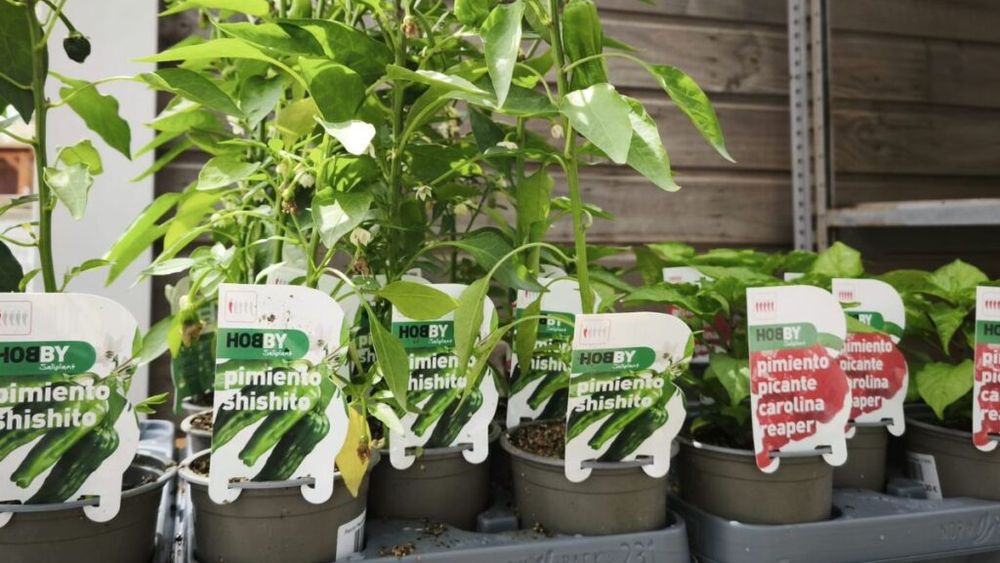 VIDEO | Îți plac ardeii iuți? Iată câteva răsaduri care se pot cultiva și pe balcon/ Jalapeno și habanera stau fără probleme lângă un ghiveci cu hrean japonez wasabi sau câteva roșii negre