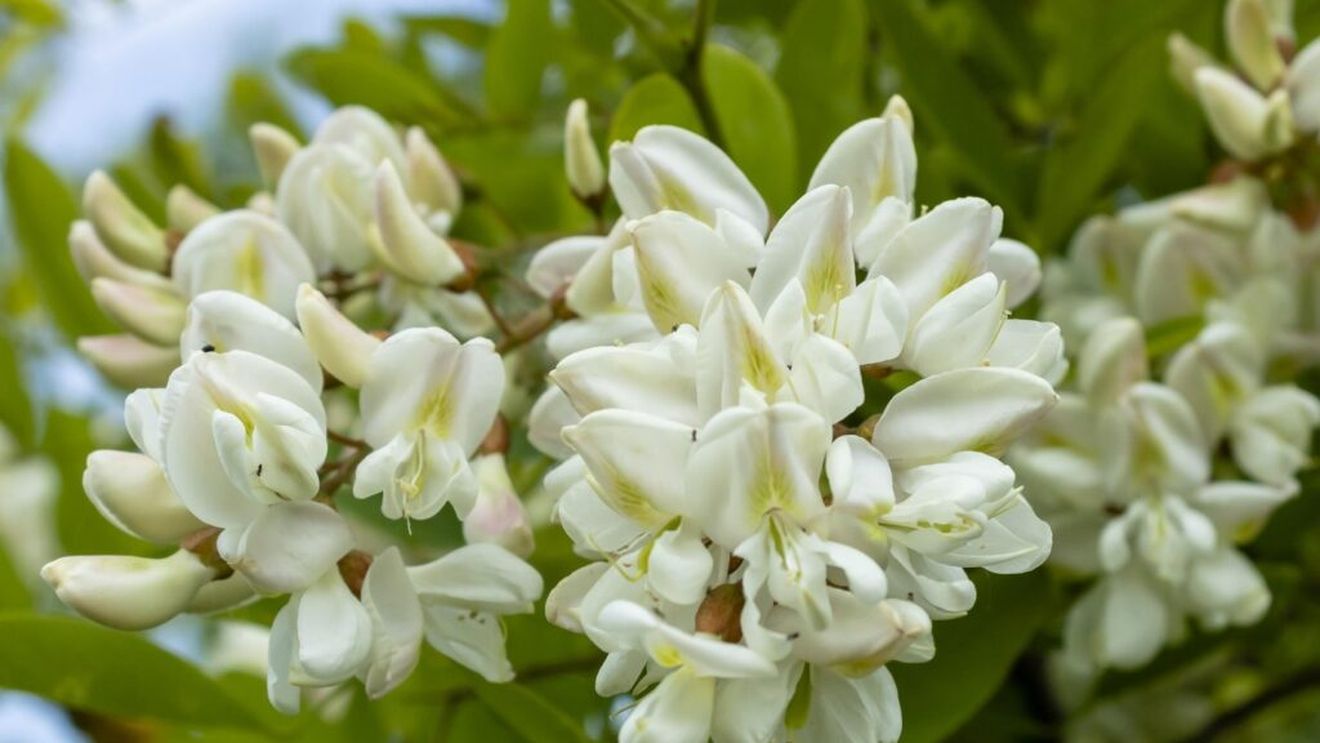 Jumătate din florile de salcâm, calamitate de îngheţul târziu în Hunedoara / vicepreşedintele Asociaţiei Crescătorilor de Albine:„Va fi mai puţină miere”