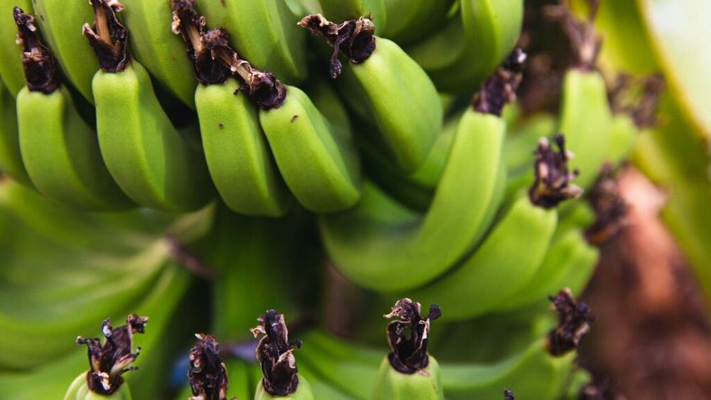 Guvernul din Ecuador lansează proiectul „Ferme sigure”, pentru a combate traficul de droguri din industria bananelor, cu ajutorul AI / Ecuador exportă anual banane de peste 3,5 miliarde dolari