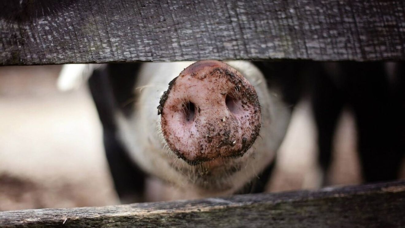 A fost depistat un nou focar de pestă porcină africană în Bihor / Proprietarii vor fi despăgubiţi de stat pentru animalele sacrificate