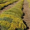 Planta mediteraneeană care miroase a curry. N-are nicio legătură cu condimentul, dar se folosește pentru aromatizarea alimentelor. Era floarea preferată în casa pictorului Dali