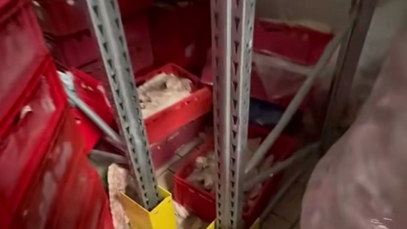 VIDEO | Imagini greu de „digerat” filmate într-un abator din Popești Leordeni / „Aici nu e abator, aici e crematoriu”/ Protecția Consumatorului a oprit temporar activitatea