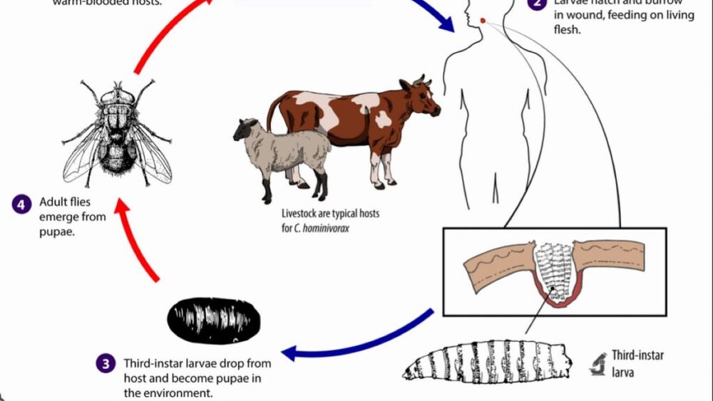Un vierme periculos provenit dinspre zona Caraibelor și care se hrănește cu carne vie a ajuns la granița dintre Mexic și SUA. Statul Texas a declarat stare de dezastru