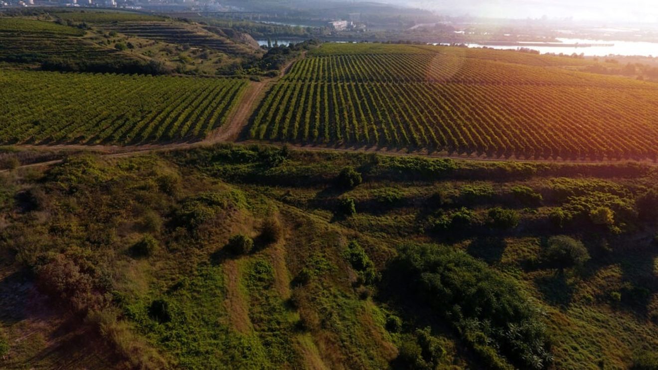 Regiunea viticolă Dobrogea, selectată de Concours Mondial de Bruxelles pentru a găzdui sesiunea de degustare a vinurilor rosé / Evenimentul va avea loc la Cazinoul Constanța, în perioada 28-30 martie