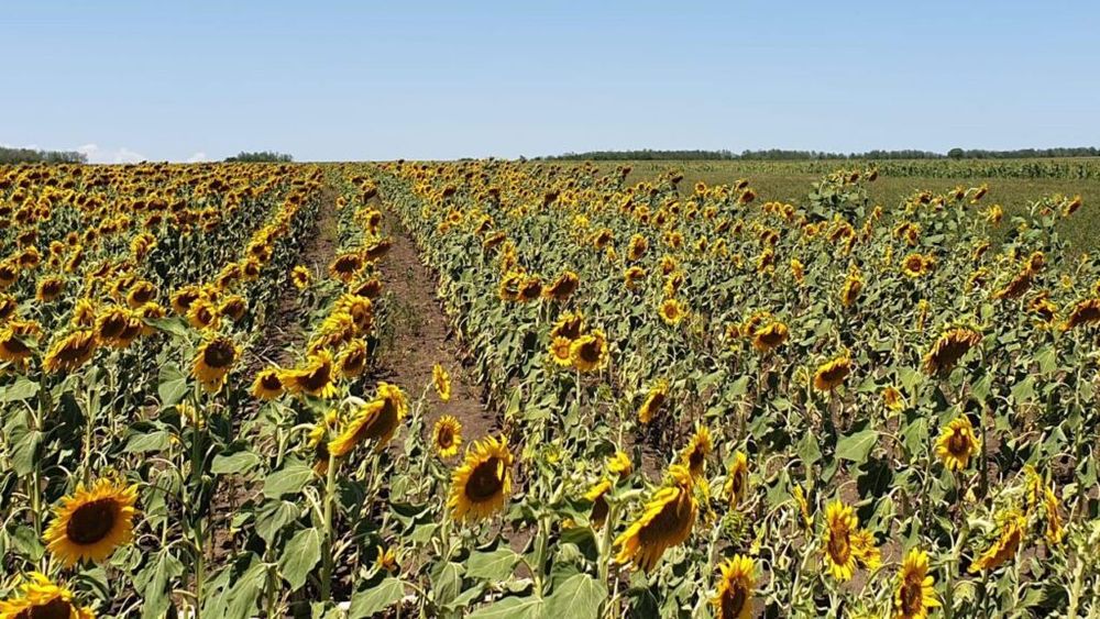 Producții mici la hectar în culturile agricole irigate, din cauza arșiței și radiației solare/”La floarea soarelui în procent cuprins între 40% și 70% bobul nu este format” - Mihai Răzvan Moraru, antreprenor agricol