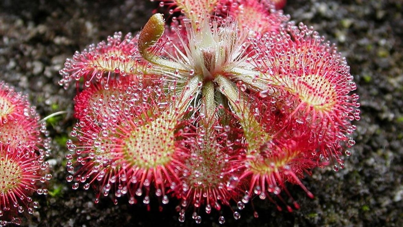 O echipă de cercetători a dezvoltat un scut biologic care protejează plantele de boli și dăunători până la trei luni / Inspirația le-a venit de la o plantă carnivoră