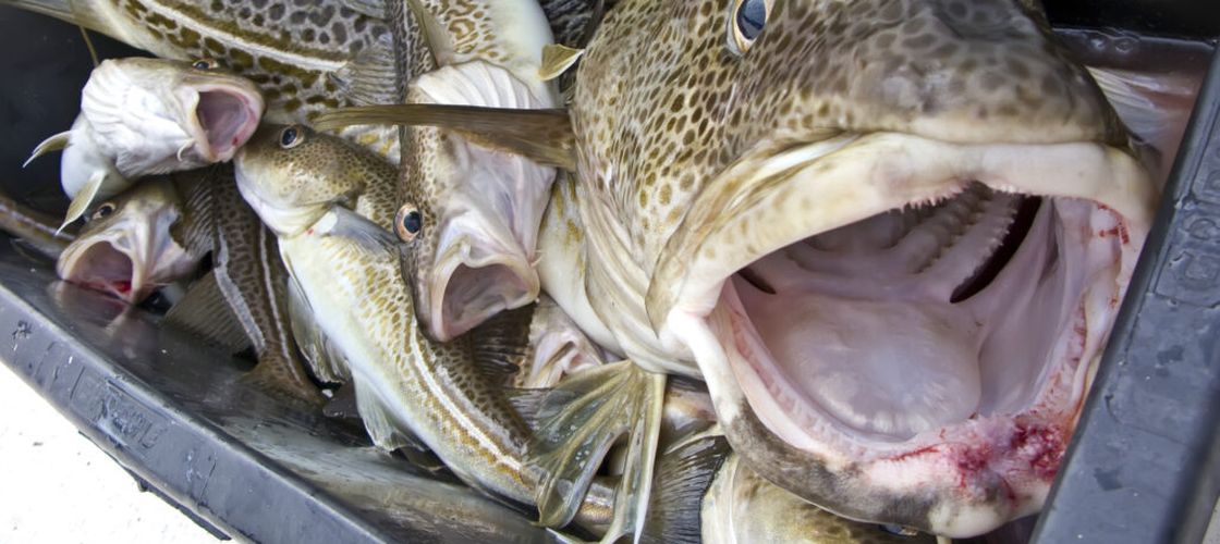 Avertisment pentru consumatori: codul pescuit în Marea Britanie trebuie evitat complet / Populațiile au ajuns la un nivel critic, iar organizațiile de mediu cer oprirea consumului și măsuri urgente