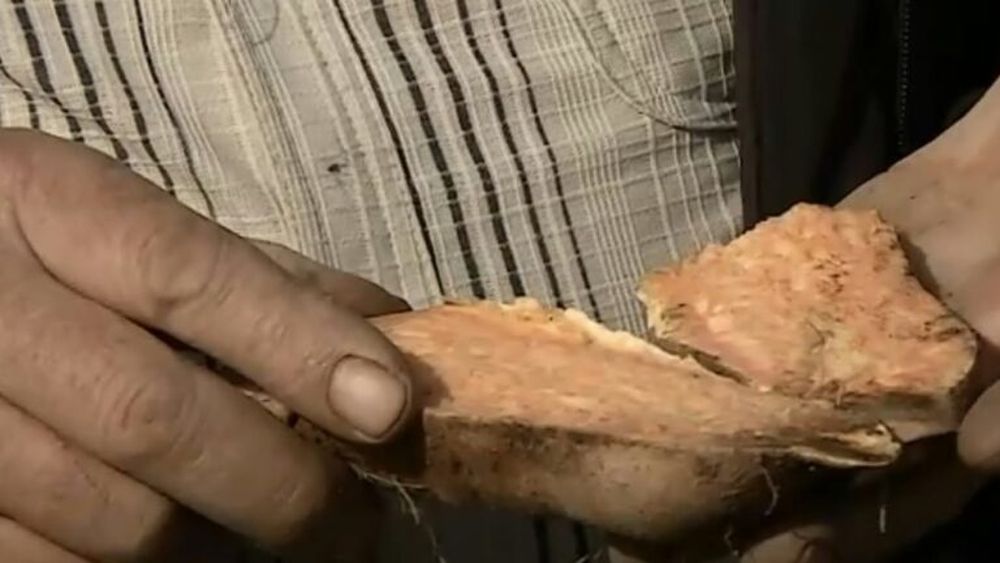 Leguma care crește în nisipul de la Dăbuleni și se coace în timp record. Noul soi are coajă roz și miez galben și ajunge la jumătate de kilogram în două luni. Cât costă kilogramul