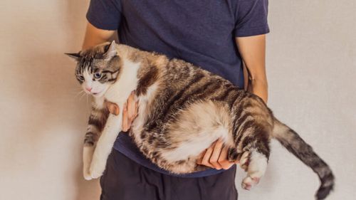 Obezitatea continuă să fie o problemă mare pentru animalele de companie, iar mulți proprietari nu conștientizează problema