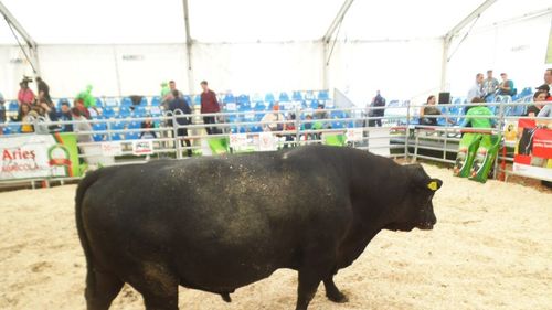 VIAȚA SATULUI: ”România deține cel mai mare efectiv de taurine din rasa pentru carne Aberdeen Angus din Uniunea Europeană”, potrivit unui reprezentant al sectorului