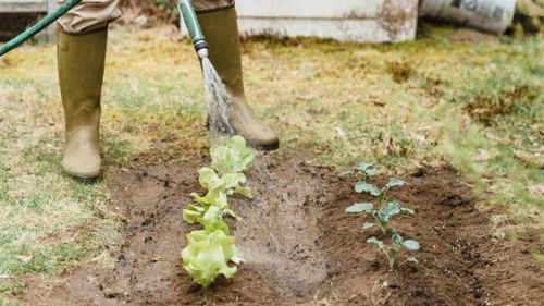 Analiză | Cum va influența COP29 industria alimentară / Creșterea investițiilor în alimente pe bază de plante și carne cultivată în laborator și reguli mai stricte privind raportarea emisiilor și impactul asupra mediului, între direcțiile trasate