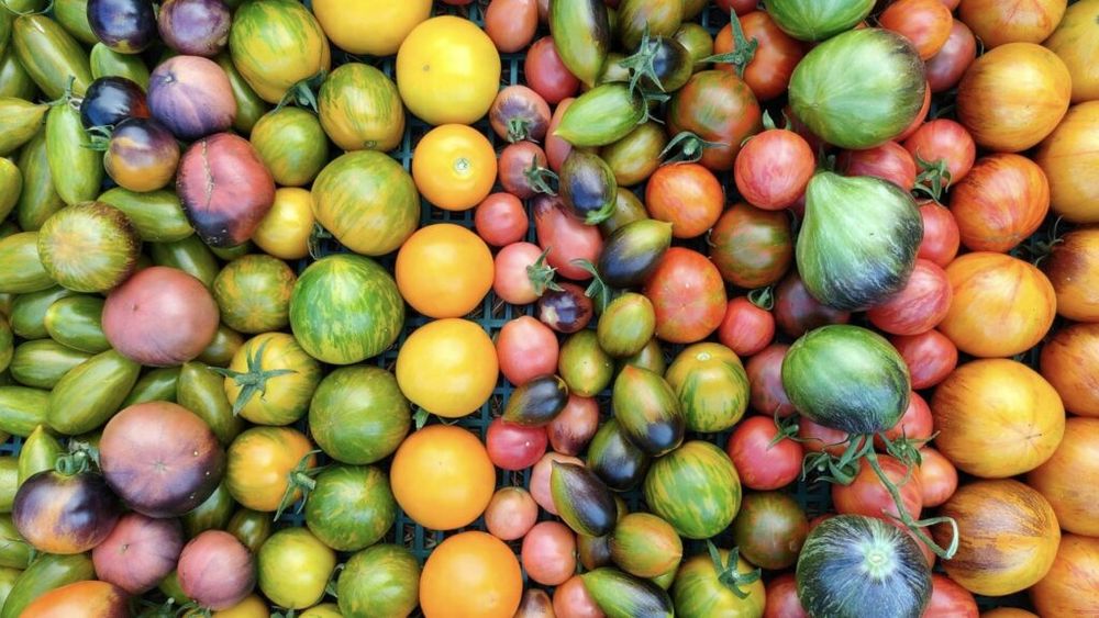 Mâncarea viitorului. Harnesstom, un proiect de cercetare din care fac parte mai multe țări, încearcă să creeze roșii mai bune la gust dar și mai rezistente la boli și la schimbările climatice