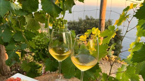 Record absolut la export pentru vinurile italiene, de peste 8 miliarde în 2024. Exportul în Statele Unite a crescut și de teama taxelor vamale promise de noua administrație