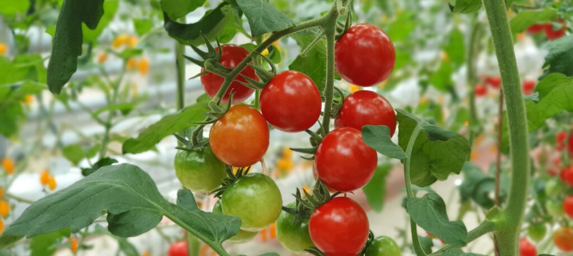 Stațiunea de Cercetare Buzău pregătește un nou soi de tomate / „Această linie s-a remarcat prin fructele sale în formă de inimă, cu striații spectaculoase pe fond brun-roșiatic și pulpă cărnoasă”