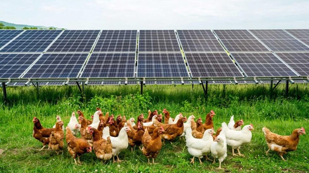 Model nou în fermele bio: Găini crescute sub panouri fotovoltaice, într-un sistem de „dublă utilizare” a terenului