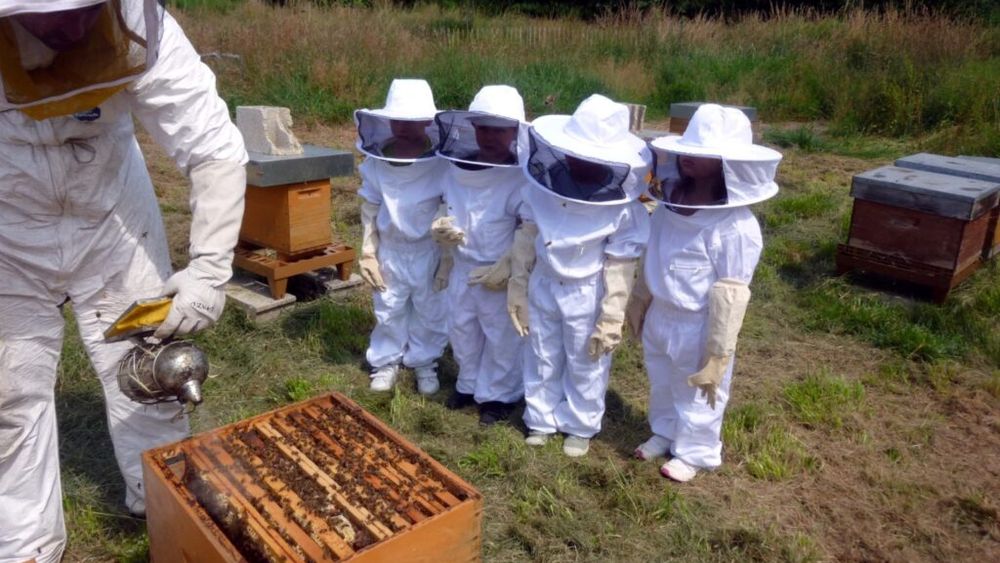 EXCLUSIV | De ce nu beneficiază elevii de programul „Miere în școli” / Odiseea legii aflate în vigoare de 19 ani, dar neaplicată / „E clar ca nu vorbim de raționamente economice, ci de raționamente pur politice”