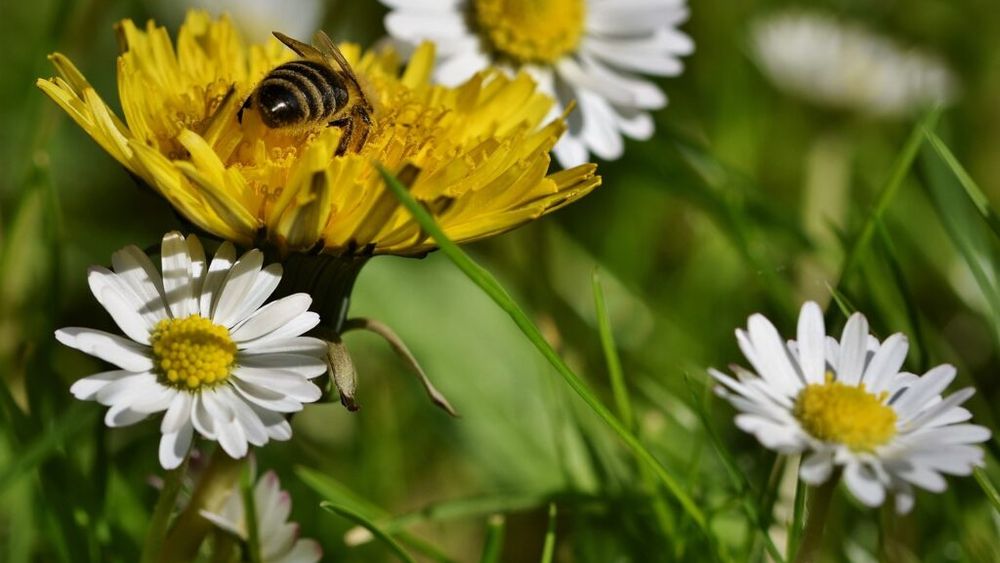 Camera Deputaţilor: TVA-ul scade la 9%, din 2025, pentru hrana albinelor / Taxa a crescut la 19% în acest an