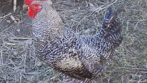 Prețul cărnii de pasăre a explodat în Polonia, cel mai mare producător din UE; în schimb, firma românească Agricola Grup anunță că va menține prețurile la carnea de pasăre pentru următoarele trei luni la nivelul mediei ultimelor trei luni