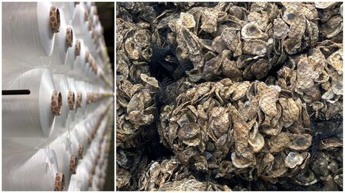 Un antreprenor din Taiwan transformă cochiliile de stridii în „lână de mare”, din care sunt create textile