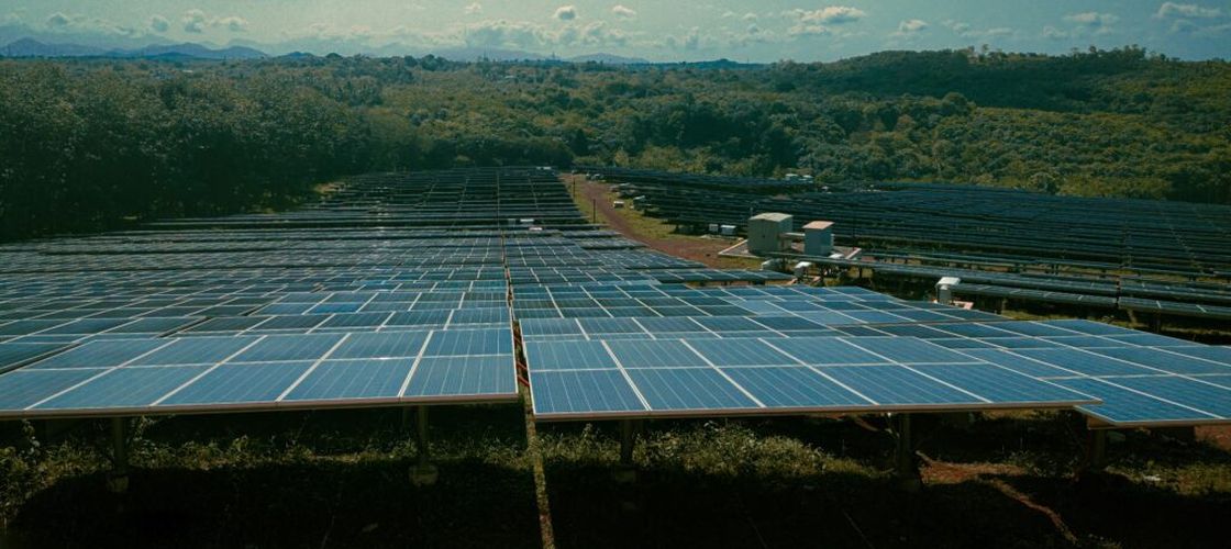 Ce se întâmplă când cultivi roșii sub panouri solare / Rezultatul i-a surprins pe cercetători: mai puțină apă, producție aproape la fel, energie în plus