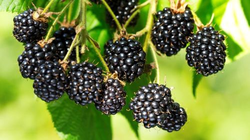 Ce se întâmplă cu organismul tău dacă mănânci mure zilnic / Nouă beneficii pe termen scurt și lung: murele pot proteja inima și mintea, iar specialiștii spun că ar trebui consumate zilnic