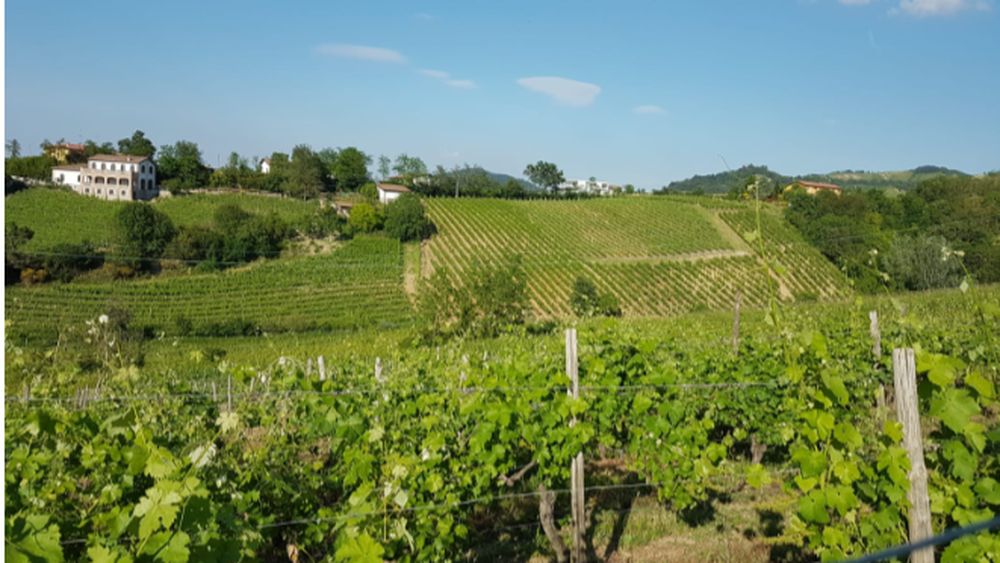Podgoria Aradului. Nouă primării din județ și producătorii de vin vor să se unească pentru promovarea turistică