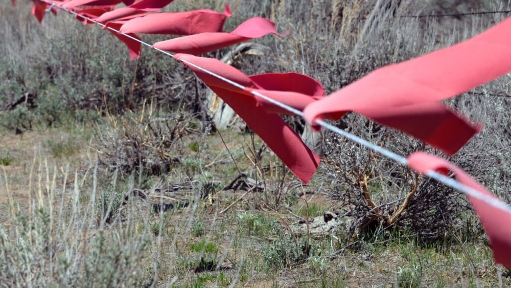 Fermieri din Colorado își protejează vitele de lupi folosind un fir cu steaguri roșii / Crescător de vaci: Funcționează