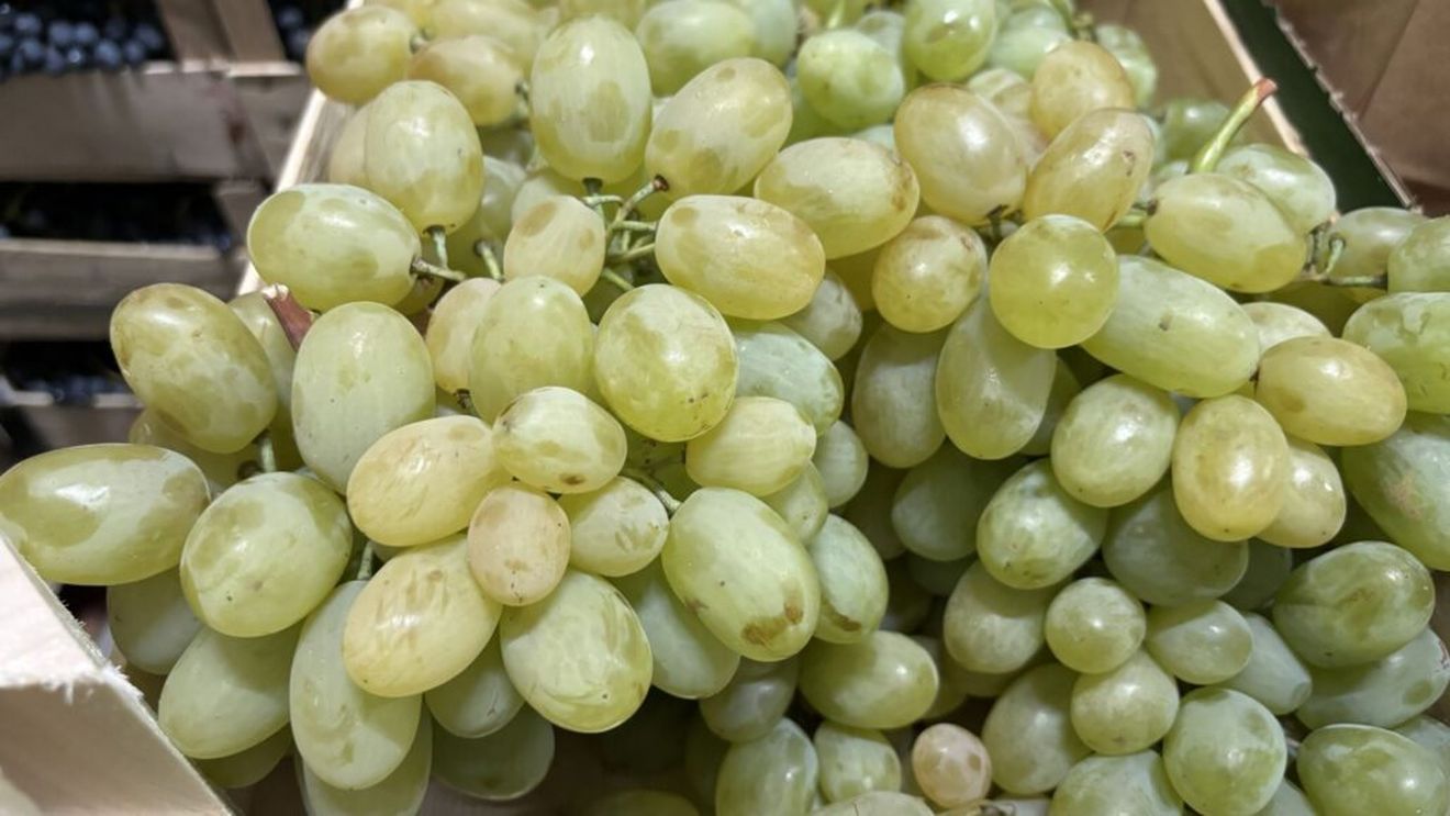 Gustul strugurilor de masă din Podgoria Huși: ”Afacerea este certificată Global GAP, cu respectarea strictă a regulilor de bune practici/Strugurii ajung în toată țara” - Petru Pascal, viticultor