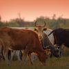 CE aprobă ajutoare de 52 de milioane de euro pentru crescătorii de bovine din România. Sprijinul este destinat fermierilor afectați de scumpirea combustibililor și îngrășămintelor