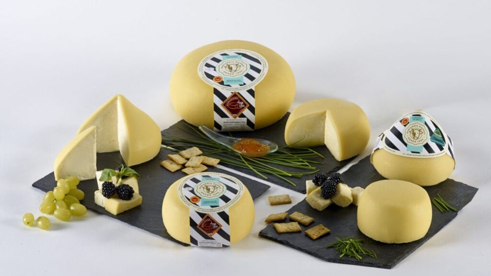 VIDEO | De la două vaci la o cifră de afaceri de 80 de milioane în 2025/ Cum s-a impus pe piață o fermă producătoare de brânză din Galicia