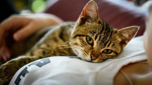 Nu toate pisicile sunt înnebunite după iarba mâței/ În loc de catnip oferă-i caprifoi sau valeriană