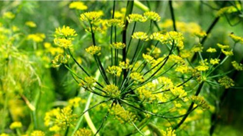 Ceaiul din semințe de fenicul are un puternic efect digestiv dar este și detoxifiant, antiinflamator, antioxidant. E suficientă o linguriță de semințe într-o cană cu apă fierbinte