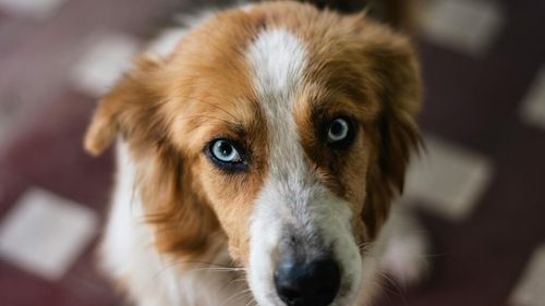 Au voie câinii să mănânce zahăr? Mituri și adevăruri despre dulciuri & câini