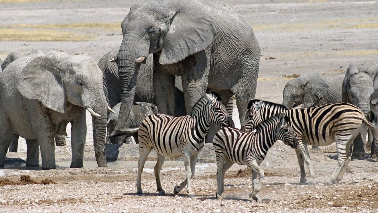 160 de animale au fost deja ucise în Namibia, în cadrul programului guvernamental pentru sacrificarea a peste 700 de animale sălbatice pentru hrănirea populației