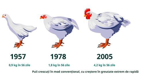 Marile lanțuri fast-food din România, încurajate să îmbunătățească condițiile de viață ale puilor crescuți pentru carne. Pe primele locuri în top, Germania și Franța