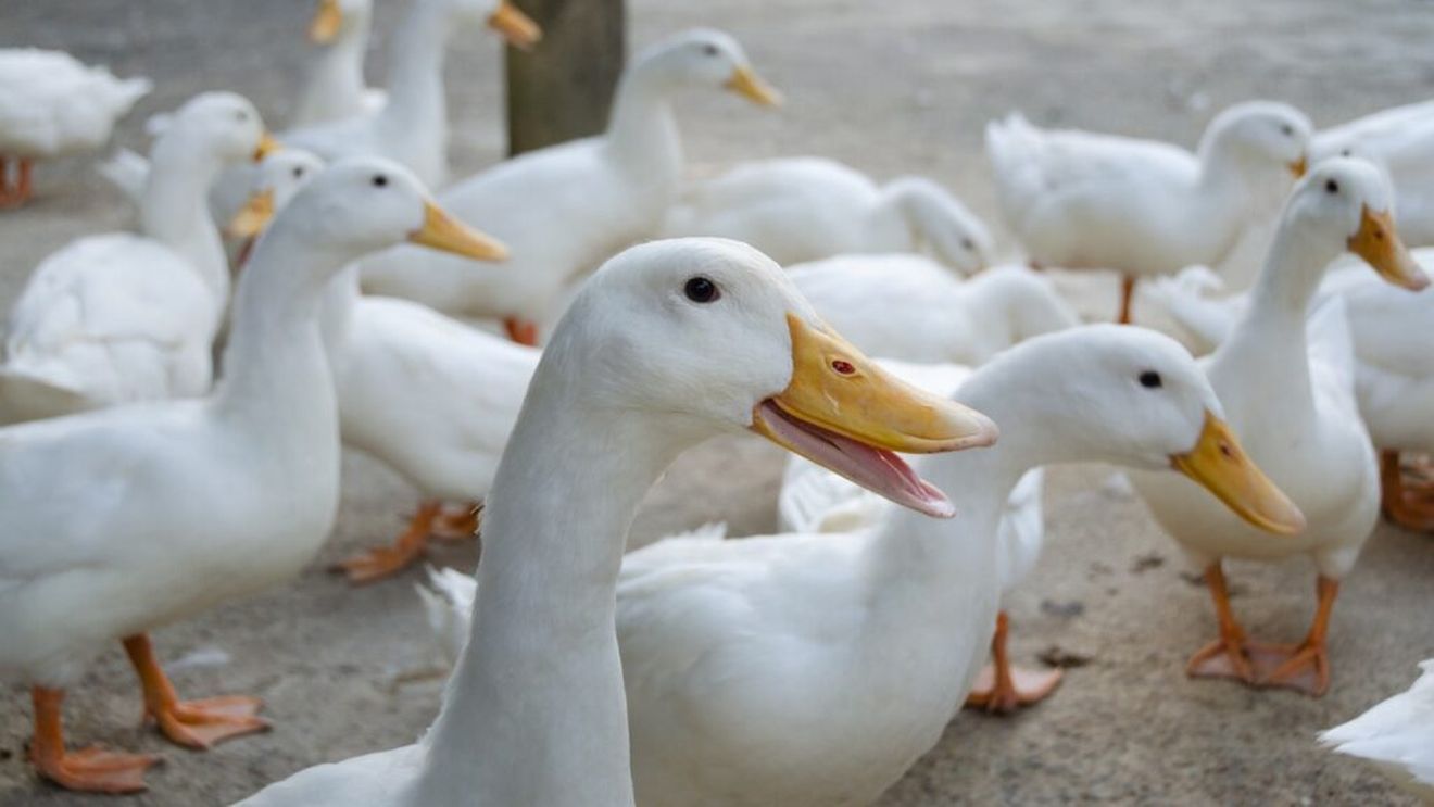 10 motive pentru care rațele nu ar trebui să lipsească din ferma/gospodăria ta / Sunt low-cost, te destresează și elimină dăunătorii